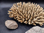 Off White Natural Table Coral Cluster Acropora Latistella (1 coral approx. 9-10+ inches) For home decor display and collecting!