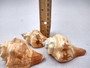 Image of Carved Conch Seashell Decorative Set Of Seahorse Fish And Sunset (3 shells approx. 3+ inches) Conch shell great for coastal crafting & gifting! Copyright 2024 SeaShellSupply.com