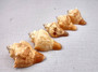 Image of Carved Conch Seashell Decorative Set Of Seahorse Fish And Sunset (3 shells approx. 3+ inches) Conch shell great for coastal crafting & gifting! Copyright 2024 SeaShellSupply.com