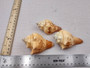 Image of Carved Conch Seashell Decorative Set Of Seahorse Fish And Sunset (3 shells approx. 3+ inches) Conch shell great for coastal crafting & gifting! Copyright 2024 SeaShellSupply.com