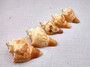 Image of Carved Conch Seashell Decorative Set Of Seahorse Fish And Sunset (3 shells approx. 3+ inches) Conch shell great for coastal crafting & gifting! Copyright 2024 SeaShellSupply.com