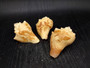 Image of Carved Conch Seashell Decorative Set Of Eagle Love Birds and Peacock (approx. 3+ in shell) Conch shell great for coastal crafting & gifting! Copyright 2024 SeashellSupply.com