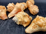 Image of Carved Conch Seashell Decorative Set Of Eagle Love Birds and Peacock (approx. 3+ in shell) Conch shell great for coastal crafting & gifting! Copyright 2024 SeashellSupply.com