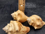 Image of Carved Conch Seashell Decorative Set Of Eagle Love Birds and Peacock (approx. 3+ in shell) Conch shell great for coastal crafting & gifting! Copyright 2024 SeashellSupply.com