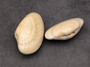 Cappuccino Carpet Clam Seashell Polititapes Rhomboides (2 shells approx. 2+ inch) Clam great for display collecting and coastal crafting! Copyright 2025 SeaShellSupply.com