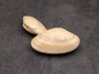 Cappuccino Carpet Clam Seashell Polititapes Rhomboides (2 shells approx. 2+ inch) Clam great for display collecting and coastal crafting! Copyright 2024 SeaShellSupply.com