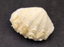 Derasa Clam Seashell White Tridacna Derasa (1 shell approx. 3+ inches) Medium Derasa Clam Shells for art projects crafts & display!