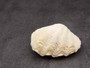 Derasa Clam Seashell White Tridacna Derasa (1 shell approx. 3+ inches) Medium Derasa Clam Shells for art projects crafts & display!