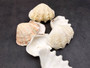 Derasa Clam Seashell White Tridacna Derasa (1 shell approx. 3+ inches) Medium Derasa Clam Shells for art projects crafts & display!