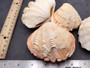 Derasa Clam Seashell White Tridacna Derasa (1 shell approx. 3+ inches) Medium Derasa Clam Shells for art projects crafts & display!