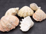 Derasa Clam Seashell White Tridacna Derasa (1 shell approx. 3+ inches) Medium Derasa Clam Shells for art projects crafts & display!