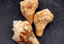 Carved Conch Shell Decorative Fish Octopus Peacock Sunset Lovebirds (5 shells approx. 3+ inches) Conch Shells for crafts & display!