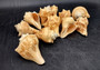 Carved Conch Shell Decorative Fish Octopus Peacock Sunset Lovebirds (5 shells approx. 3+ inches) Conch Shells for crafts & display!