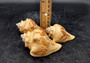 Carved Conch Shell Decorative Fish Octopus Peacock Sunset Lovebirds (5 shells approx. 3+ inches) Conch Shells for crafts & display!
