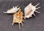 Spider Conch Seashell Lambis Lambis (1 shell approx. 5+ inches) B GRADE Spider Conch Shell for coastal display & collection!