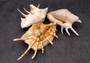 Spider Conch Seashell Lambis Lambis (1 shell approx. 5+ inches) B GRADE Spider Conch Shell for coastal display & collection!