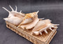 Spider Conch Seashell Lambis Lambis (1 shell approx. 5+ inches) B GRADE Spider Conch Shell for coastal display & collection!