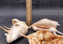 Spider Conch Seashell Lambis Lambis (1 shell approx. 5+ inches) B GRADE Spider Conch Shell for coastal display & collection!