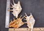 Spider Conch Seashell Lambis Lambis (1 shell approx. 5+ inches) B GRADE Spider Conch Shell for coastal display & collection!