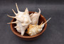 Spider Conch Seashell Lambis Lambis (1 shell approx. 5+ inches) B GRADE Spider Conch Shell for coastal display & collection!