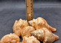 Carved Conch Seashell Decorative Set Lobster Sunset Fish (3 shells approx. 3+ inches) Great for crafting, decor, and collecting! Copyright 2025 SeaShellSupply.com