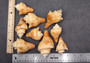 Carved Conch Seashell Decorative Set Lobster Sunset Fish (3 shells approx. 3+ inches) Great for crafting, decor, and collecting! Copyright 2025 SeaShellSupply.com