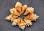 Carved Conch Seashell Decorative Set Lobster Sunset Fish (3 shells approx. 3+ inches) Great for crafting, decor, and collecting! Copyright 2025 SeaShellSupply.com