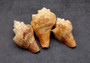 Carved Conch Seashell Decorative Set Lobster Sunset Fish (3 shells approx. 3+ inches) Great for crafting, decor, and collecting! Copyright 2025 SeaShellSupply.com