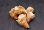 Carved Conch Seashell Decorative Set Fish (3 shells approx. 3+ inches) Light Tan Carved Conch Shells for crafting display & collecting!