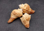 Carved Conch Seashell Decorative Set Fish (3 shells approx. 3+ inches) Light Tan Carved Conch Shells for crafting display & collecting!