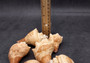 Carved Conch Seashell Decorative Set Fish (3 shells approx. 3+ inches) Light Tan Carved Conch Shells for crafting display & collecting!