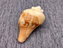 Carved Conch Shell Lions (1 shell approx. 3+ inches) Conch shells for coastal crafting display & collecting!Copyright 2024 SeaShellSupply.com