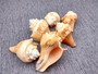 Carved Conch Shell Lions (1 shell approx. 3+ inches) Conch shells for coastal crafting display & collecting!Copyright 2024 SeaShellSupply.com