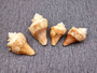 Carved Conch Shell Lions (1 shell approx. 3+ inches) Conch shells for coastal crafting display & collecting!Copyright 2024 SeaShellSupply.com