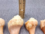 Carved Conch Shell Lions (1 shell approx. 3+ inches) Conch shells for coastal crafting display & collecting!Copyright 2024 SeaShellSupply.com