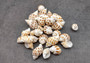 Areola Babylon Seashells Tan Spotted Babylonia Areolata (15 shells approx. 0.75+ inches) White with orange brown spots. Copyright 2025 SeaShellSupply.com