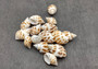 Areola Babylon Seashells Tan Spotted Babylonia Areolata (15 shells approx. 0.75+ inches) White with orange brown spots. Copyright 2025 SeaShellSupply.com