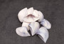 Polished Purple Common Pipi Clam Seashells Donax Deltoides (approx. 10 shells 2+ inches) Natural Sea Shells for Crafts and Art Projects! Copyright 2024 SeaShellSupply.com