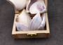 Polished Purple Common Pipi Clam Seashells Donax Deltoides (approx. 10 shells 2+ inches) Natural Sea Shells for Crafts and Art Projects! Copyright 2024 SeaShellSupply.com