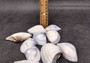 Polished Purple Common Pipi Clam Seashells Donax Deltoides (approx. 10 shells 2+ inches) Natural Sea Shells for Crafts and Art Projects! Copyright 2024 SeaShellSupply.com