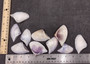 Polished Purple Common Pipi Clam Seashells Donax Deltoides (approx. 10 shells 2+ inches) Natural Sea Shells for Crafts and Art Projects! Copyright 2024 SeaShellSupply.com