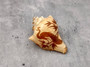 Carved Conch Shell Peacock (1 shell approx. 3+ inches) Conch shells for coastal crafting display & collecting! Copyright 2024 SeaShellSupply.com.