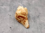 Carved Conch Shell Peacock (1 shell approx. 3+ inches) Conch shells for coastal crafting display & collecting! Copyright 2024 SeaShellSupply.com.