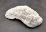 White Bowl Coral Cluster Halomitra Pileus (1 coral approx. 8-9+ inches) Great delicate coral to add to any fun display or coastal crafts! Copyright 2025 SeaShellSupply.com.