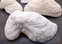 White Bowl Coral Cluster Halomitra Pileus (1 coral approx. 8-9+ inches) Great delicate coral to add to any fun display or coastal crafts! Copyright 2025 SeaShellSupply.com.