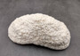 White Bowl Coral Cluster Halomitra Pileus (1 coral approx. 8-9+ inches) Great delicate coral to add to any fun display or coastal crafts! Copyright 2025 SeaShellSupply.com.