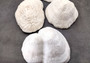White Bowl Coral Cluster Halomitra Pileus (1 coral approx. 6-7+ inches) Large domed white coral. Copyright 2025 SeaShellSupply.com.