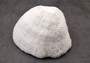 White Bowl Coral Cluster Halomitra Pileus (1 coral approx. 6-7+ inches) Large domed white coral. Copyright 2025 SeaShellSupply.com.