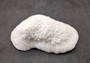 White Bowl Coral Cluster Halomitra Pileus (1 coral approx. 6-7+ inches) Large domed white coral. Copyright 2025 SeaShellSupply.com.