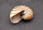 Natural Nautilus Seashell Center Sliced Set Nautilus Pompilius (1 set approx. 4+ inches) Sliced Nautilus shell set for art display & decor!